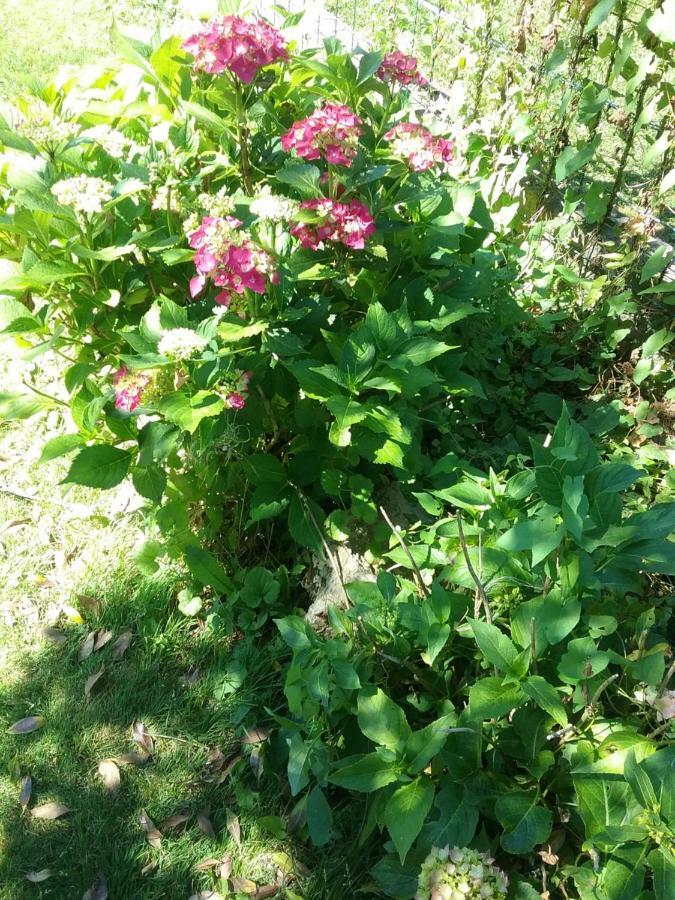 B&B Au Jardin Fleuri Marche-en-Famenne Exteriér fotografie