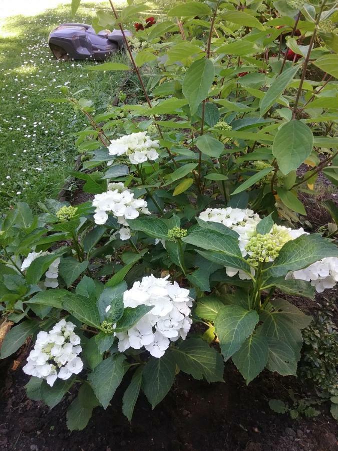 B&B Au Jardin Fleuri Marche-en-Famenne Exteriér fotografie